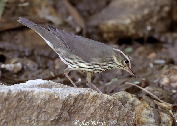 Northern Waterthrush tail pumping--1000