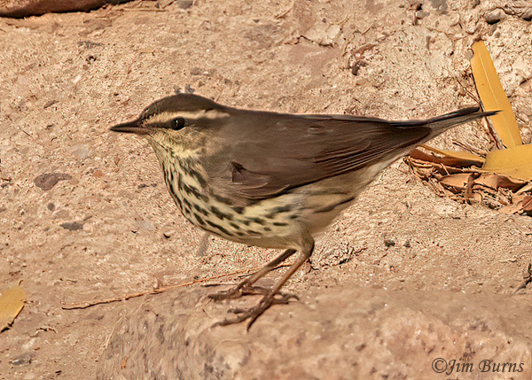 Northern Waterthrush on dry land--1779