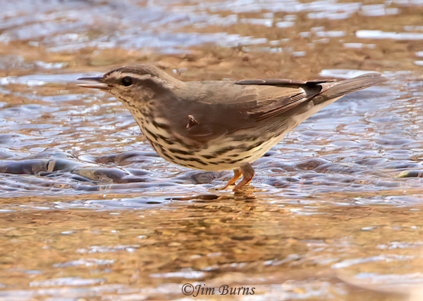 Northern Waterthrush calling #2--9558