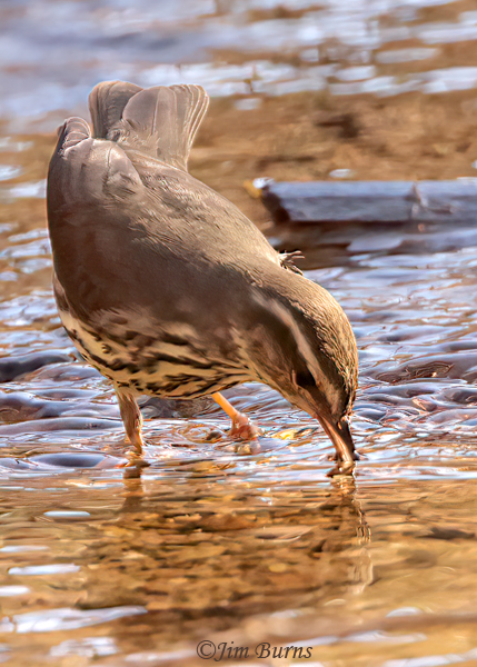 Northern Waterthrush grabbing a snack--9566