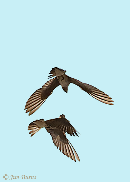 Northern Rough-winged Swallows squabbling #2--9911