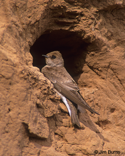 Northern Rough-winged Swallow dorsal