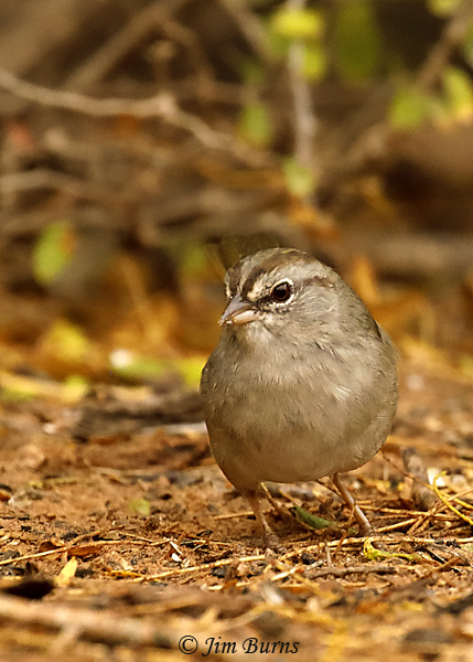 Olive Sparrow in habitat--8272