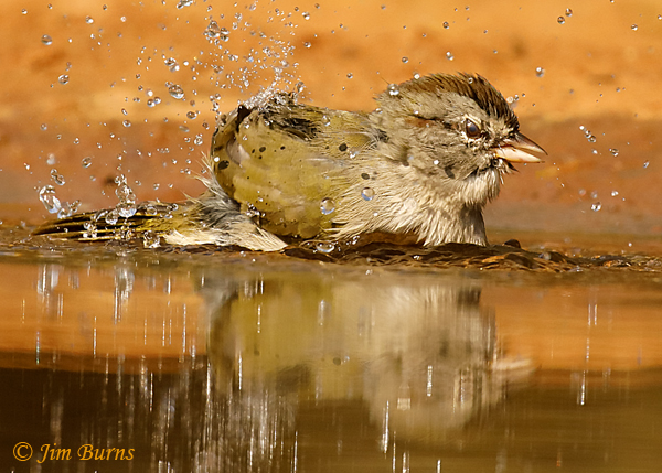 Olive Sparrow bathing--8381