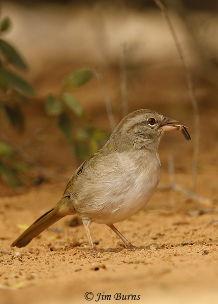 Olive Sparrow with beetle--8497