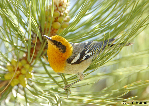 Olive Warbler male in pine