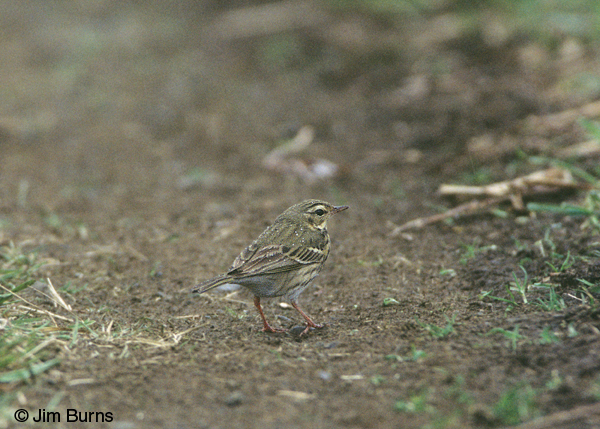 Olive-backed Pipit in snowstorm