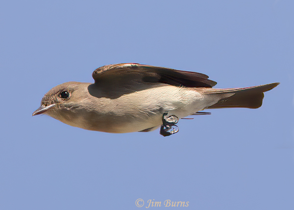 Olive-sided Flycatcher in flight--0878