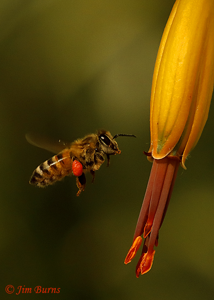 Honey Bees collect pollen at the orange aloe outside the Demonstration Garden.