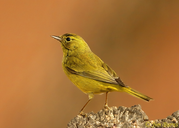 Orange-crowned Warbler with aberrant head feathering--3497