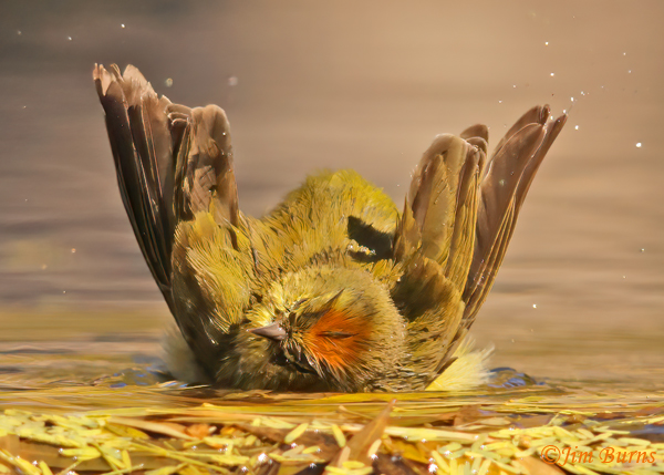 Orange-crowned Warbler orange crown exposed while bathing--9287