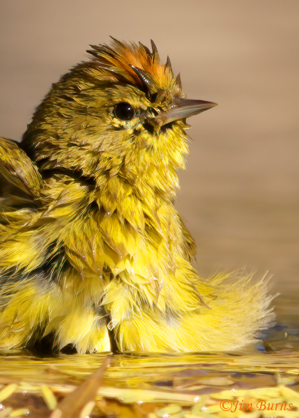 Orange-crowned Warbler bathing close-up--9288
