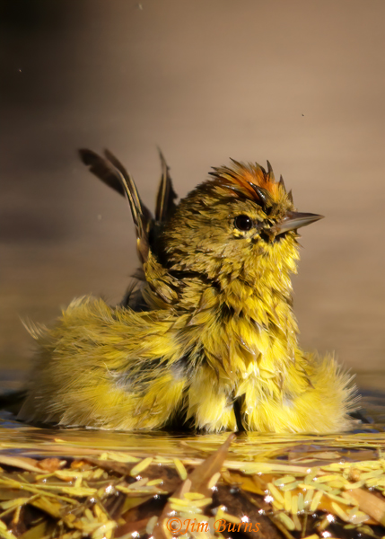 Orange-crowned Warbler bathing--9290