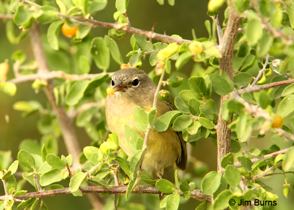 Orange-crowned Warbler with Wolfberry