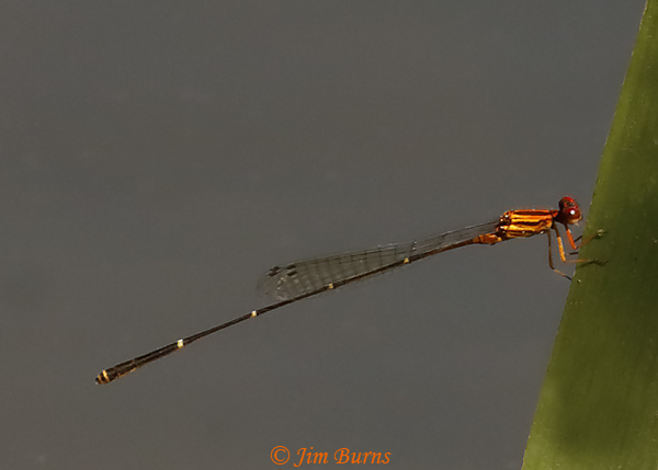 Orange-striped Threadtail male on reed #2, Santa Cruz Co., AZ, October 2020--8077