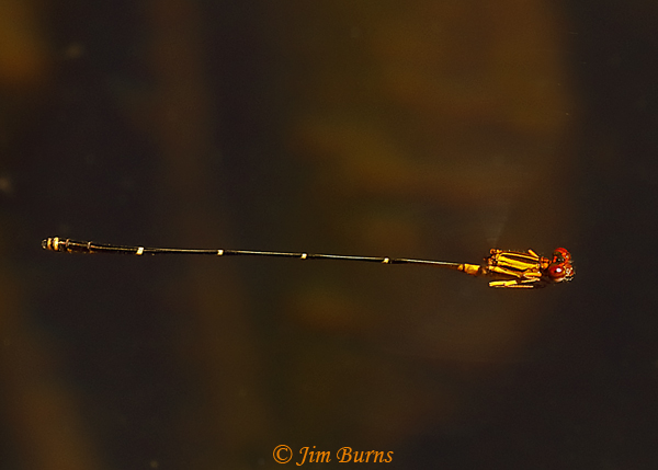 Orange-striped Threadtail male in flight, Santa Cruz Co., AZ, October 2020--8171