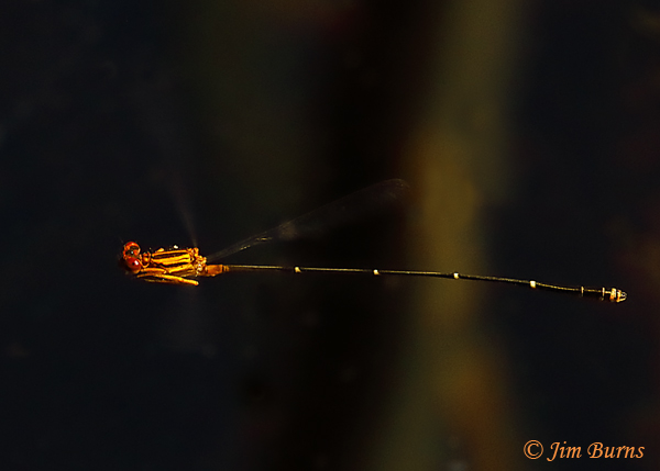Orange-striped Threadtail male in flight #3, Santa Cruz Co., AZ, October 2020--8282
