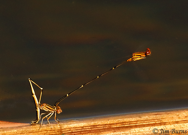 Orange-striped Threadtail pair in tandem, female ovipositing, Santa Cruz Co., AZ, October 2020--8336