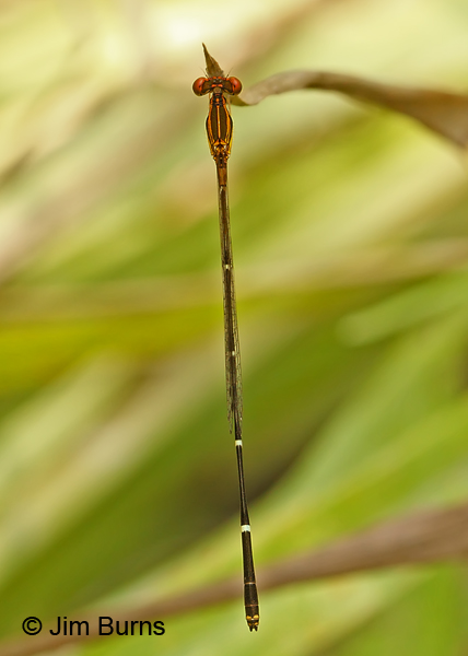 Orange-striped Threadtail male, Kinney Co., TX, September 2013