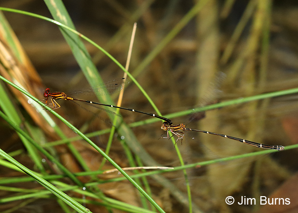 Orange-striped Threadtail pair in tandem, Real Co., TX, August 2017
