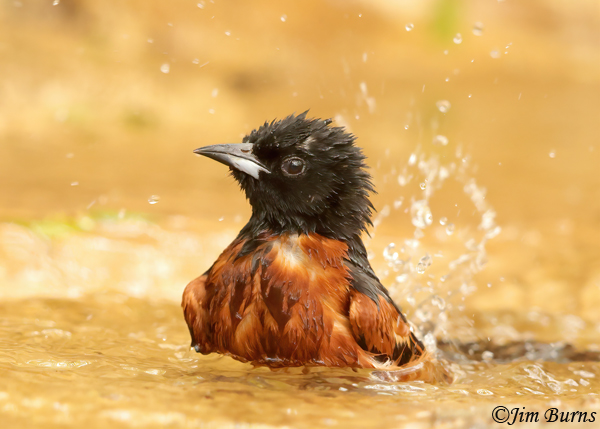 Orchard Oriole male bathing--0841