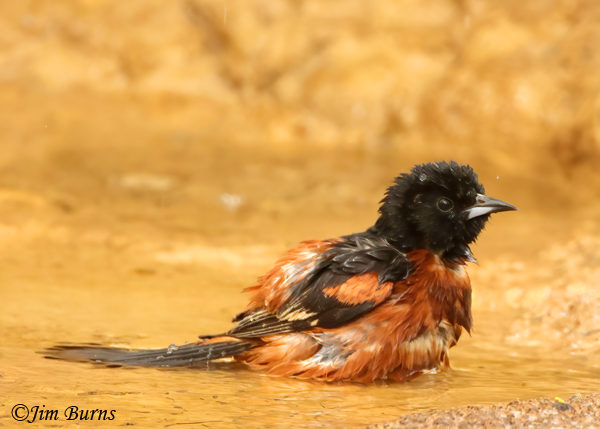 Orchard Oriole male bathing--0967