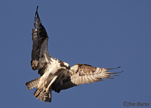 Osprey hovering--1240