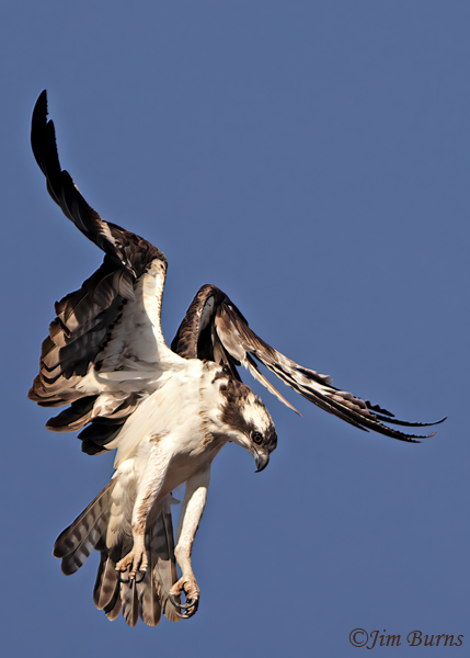 Osprey hovering to locate fish on surface--1268