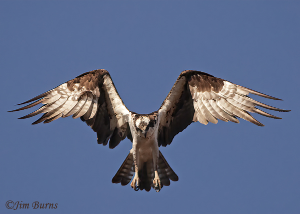 Osprey angel wings--1475