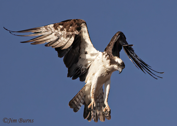 Osprey hovering #2--1623