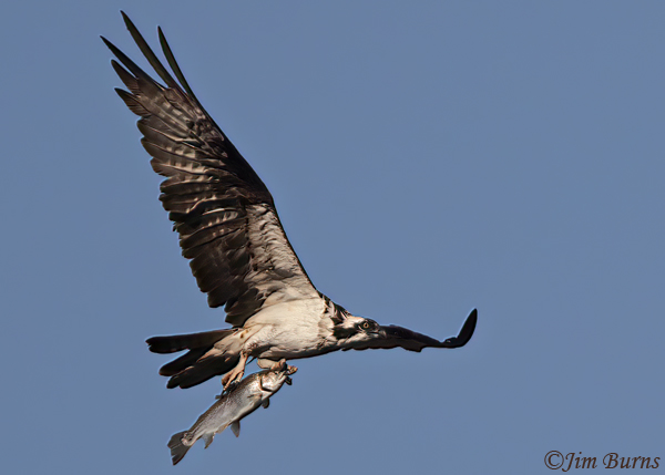 Osprey with very large catch--1685