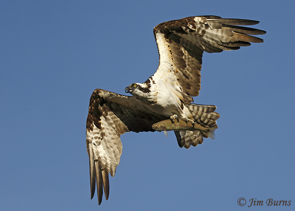 Osprey with trout--8001