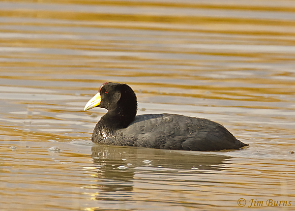 Andean Coot--6961
