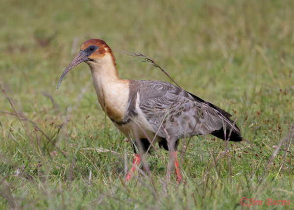 Andean Ibis--5560