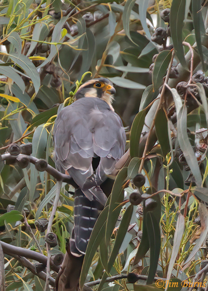Aplomado Falcon perched in rain forest habitat--4349