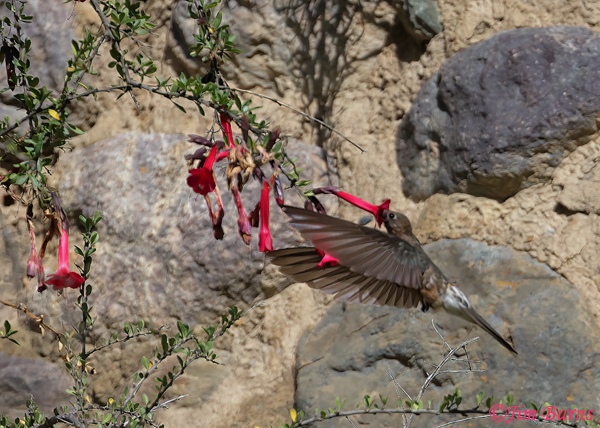 Giant Hummingbird at flowers--4244