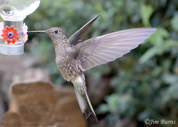 Giant Hummingbird at feeder--4797