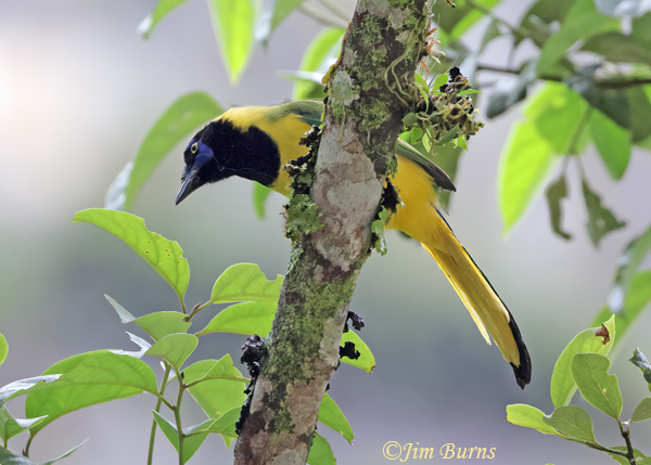 Green Jay--5396