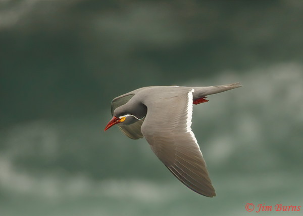Inca Tern flight over ocean--6736