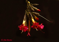 Qantuta, flower of the Inca