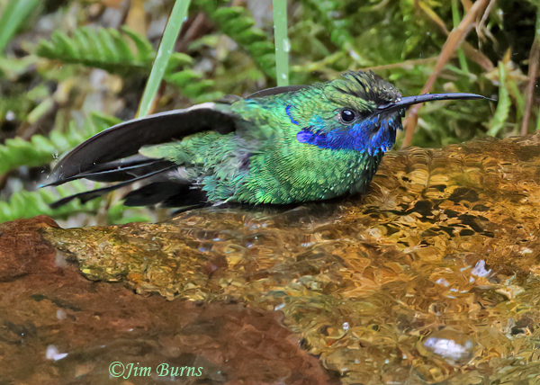 Sparkling Violetear male bathing sequence #2--4750