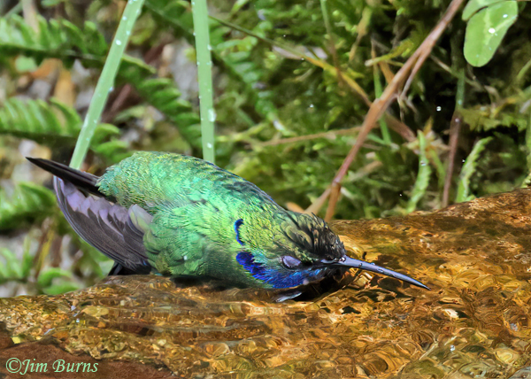 Sparkling Violetear male bathing sequence #3--4752