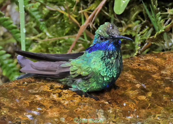 Sparkling Violetear male bathing sequence #1--4776