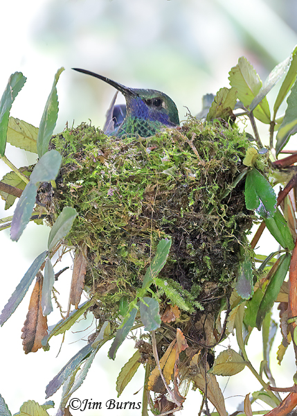 Sparkling Violetear female on nest--4973