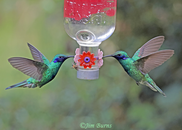 Sparkling Violetear males at feeder--4898