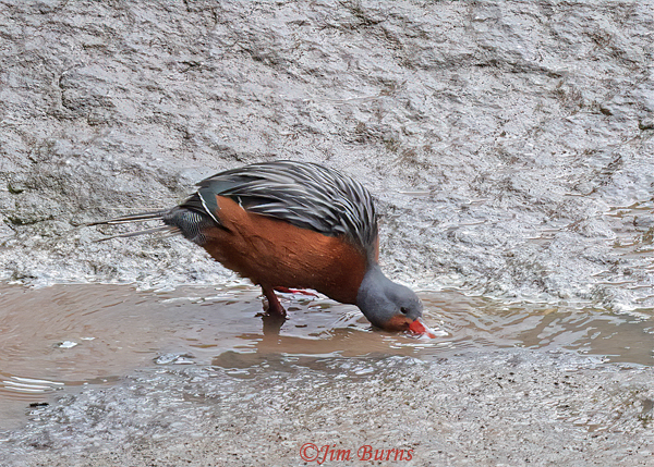 Torrent Duck female drinking at splash pool--5264