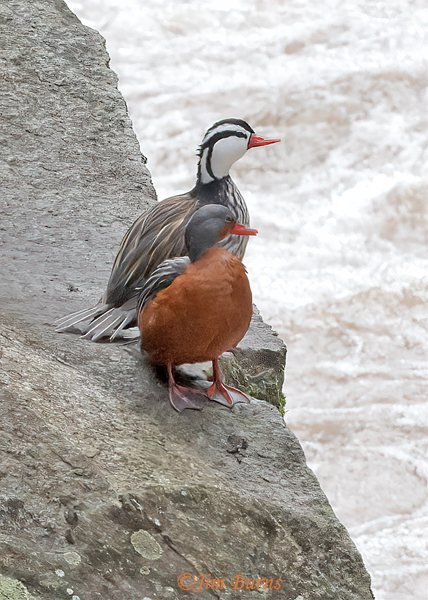 Torrent Duck pair on river rock--5283
