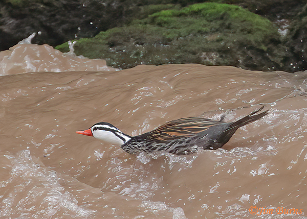 Torrent Duck male surfing the Urubamba River--5533