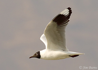 Andean Gull in flight