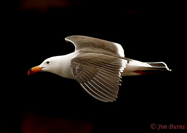 Belcher's Gull adult in flight--6699